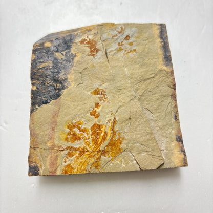 285g 硬さ4 巣板 中山合砥  正本山 京都 天然砥石