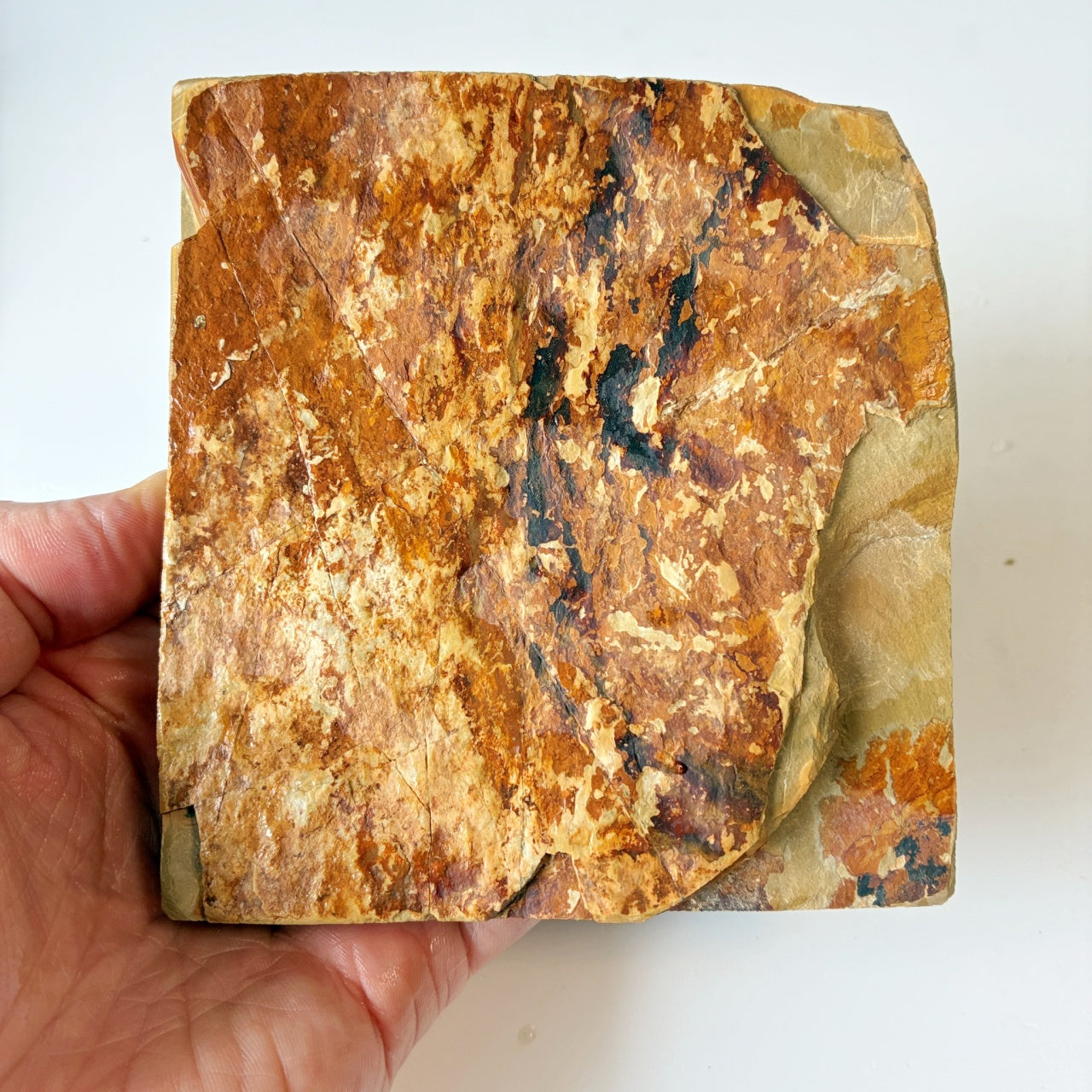 環模様 565g 硬さ4 巣板 中山合砥  正本山 京都 天然砥石