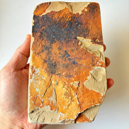 軟めの大サイズ 1040g 硬さ3 巣板 中山合砥  正本山 京都 天然砥石