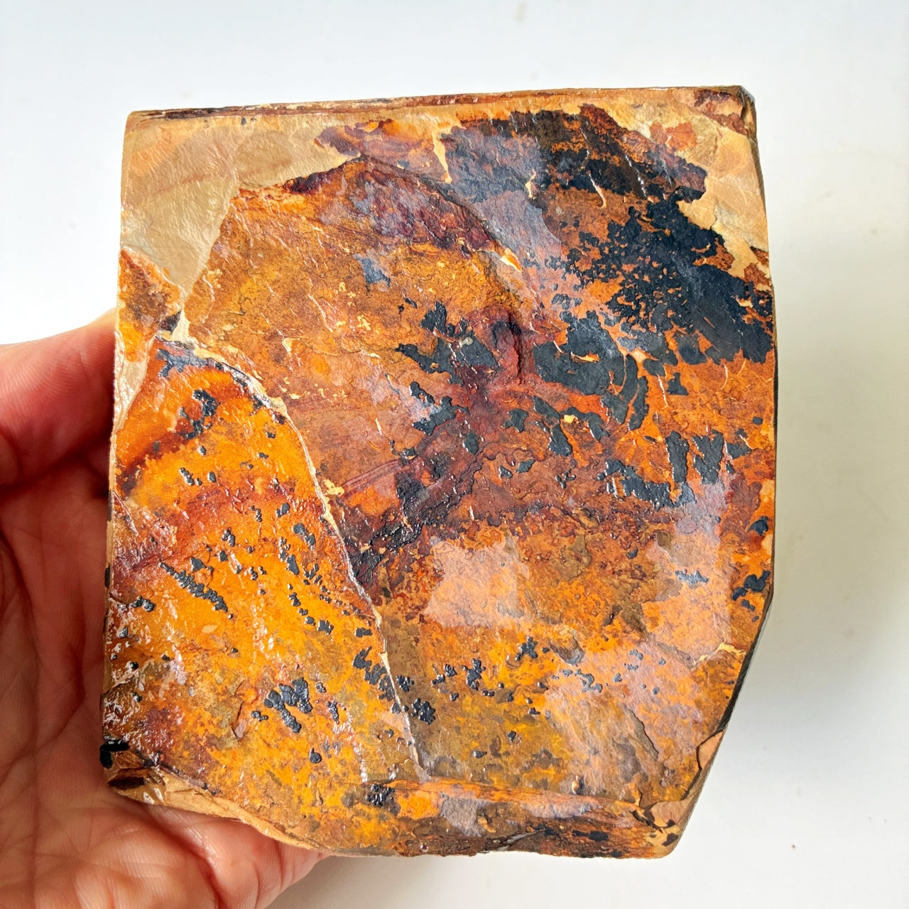 環模様 405g 硬さ4.5 巣板 中山合砥  正本山 京都 天然砥石